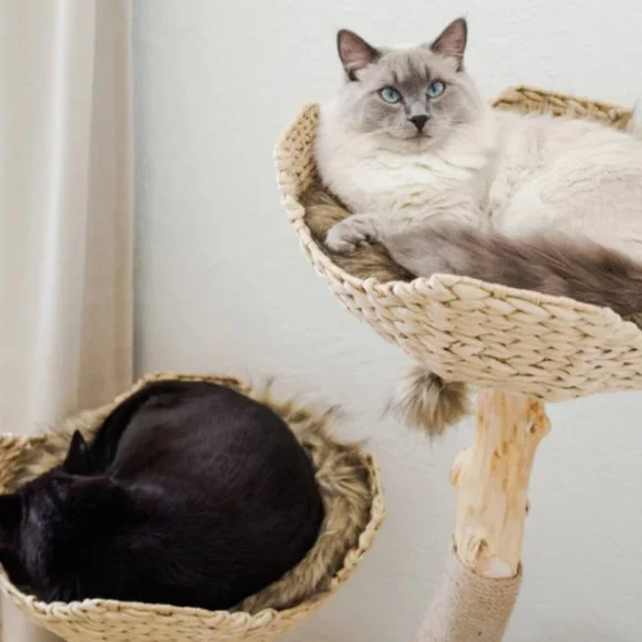 Custom Real Wood Cat Tree - Picture 7 of 10